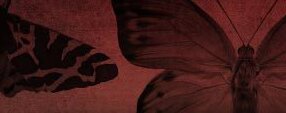 Brush photoshop butterfly brushes