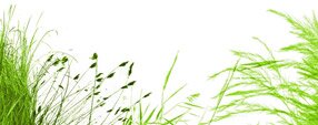 THE ULTIMATE GRASS BRUSH SET